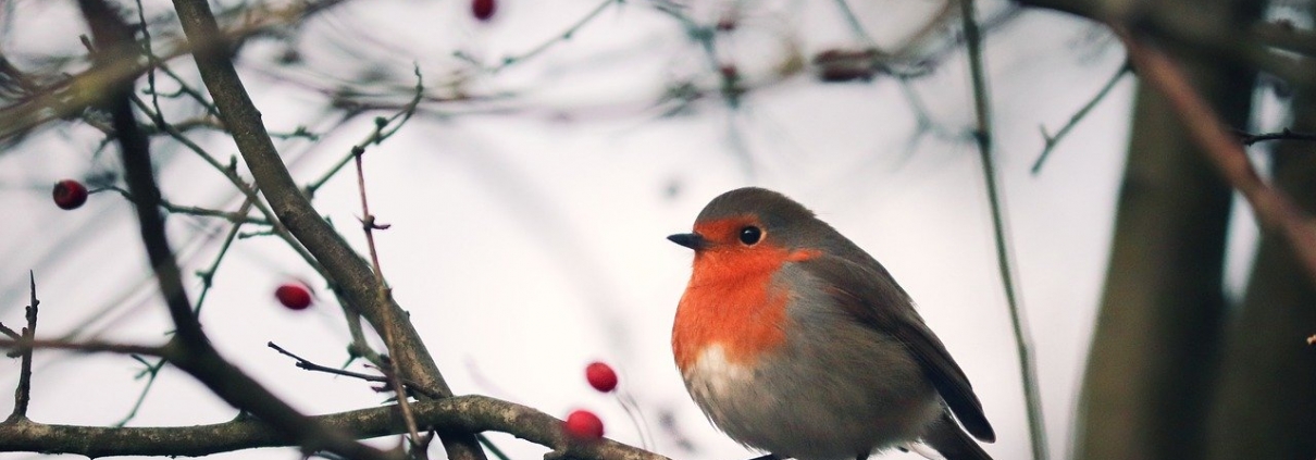 robin_garden-1210×423