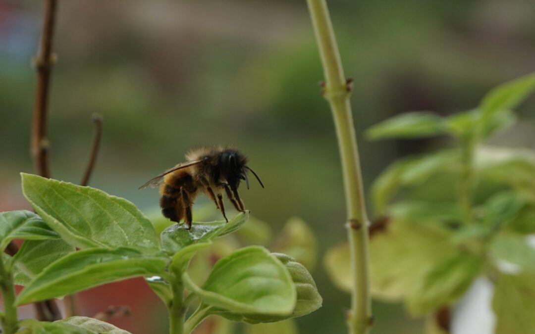 Creating a Wildlife-friendly Garden